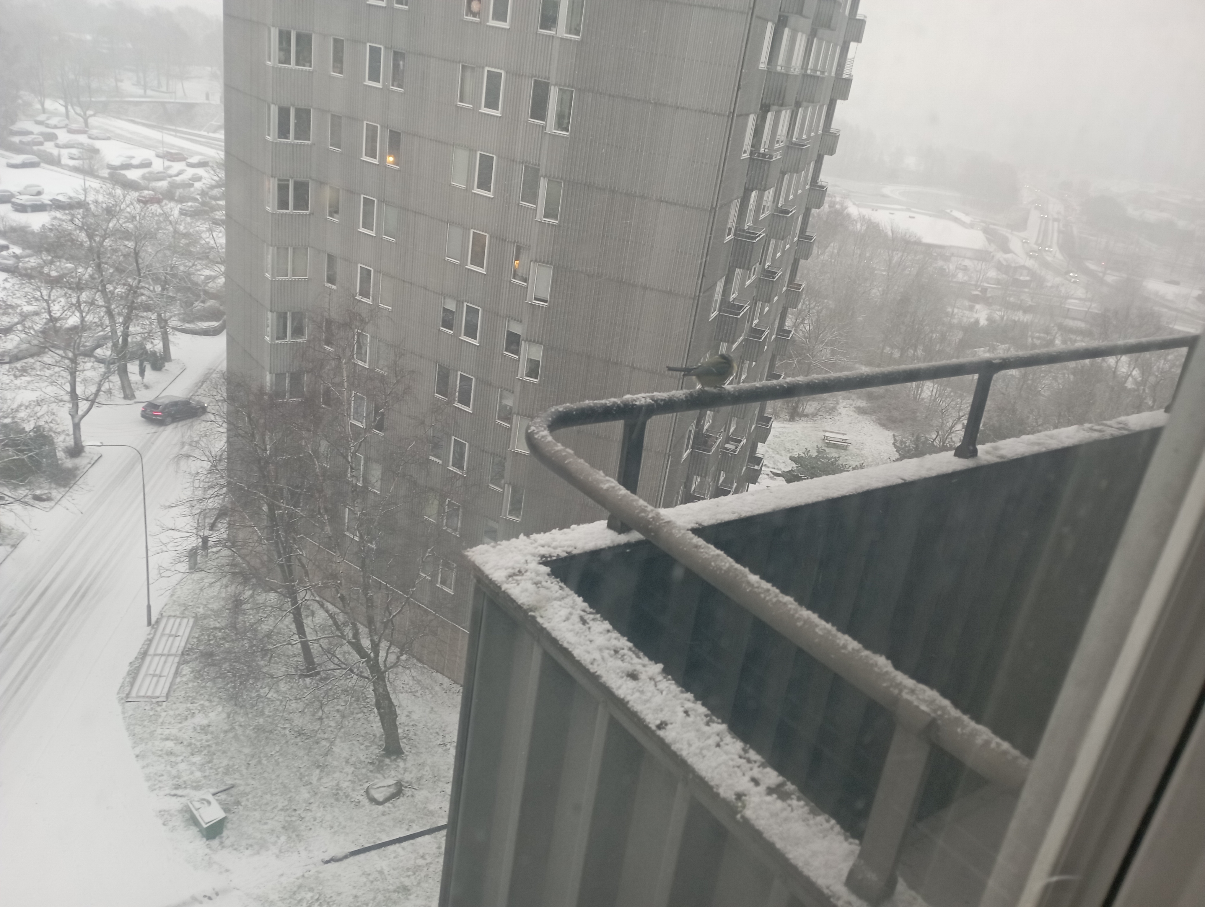 My balcony, with a great tit (bird) perched on the railing